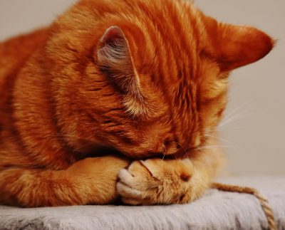 16 expresiones de los gatos sin estrés universitario