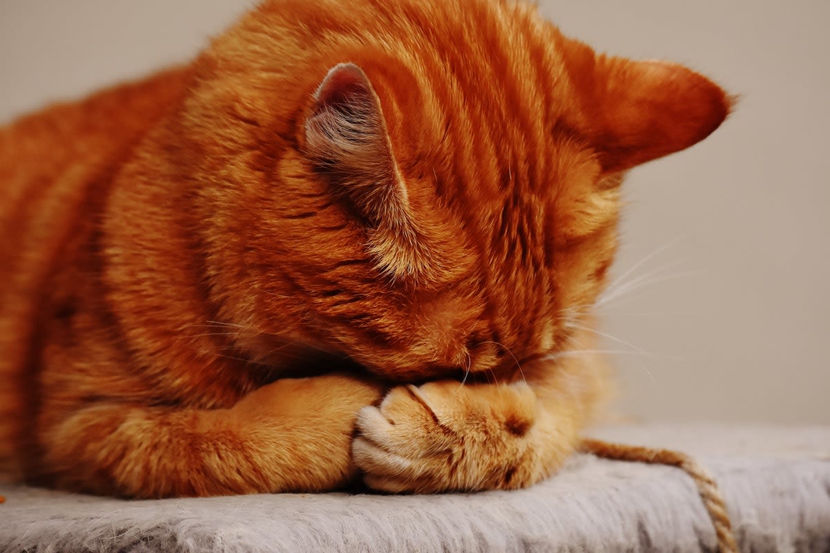 16 expresiones de los gatos sin estrés universitario