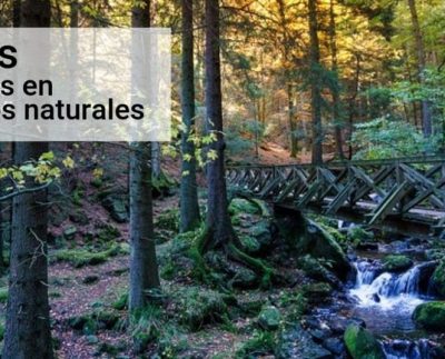 Becas cursos cortos en ciencias forestales o gestión de recursos naturales