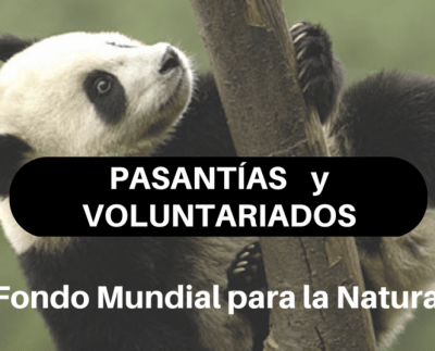 Pasantías y Voluntariados con el Fondo Mundial para la Naturaleza – WWF