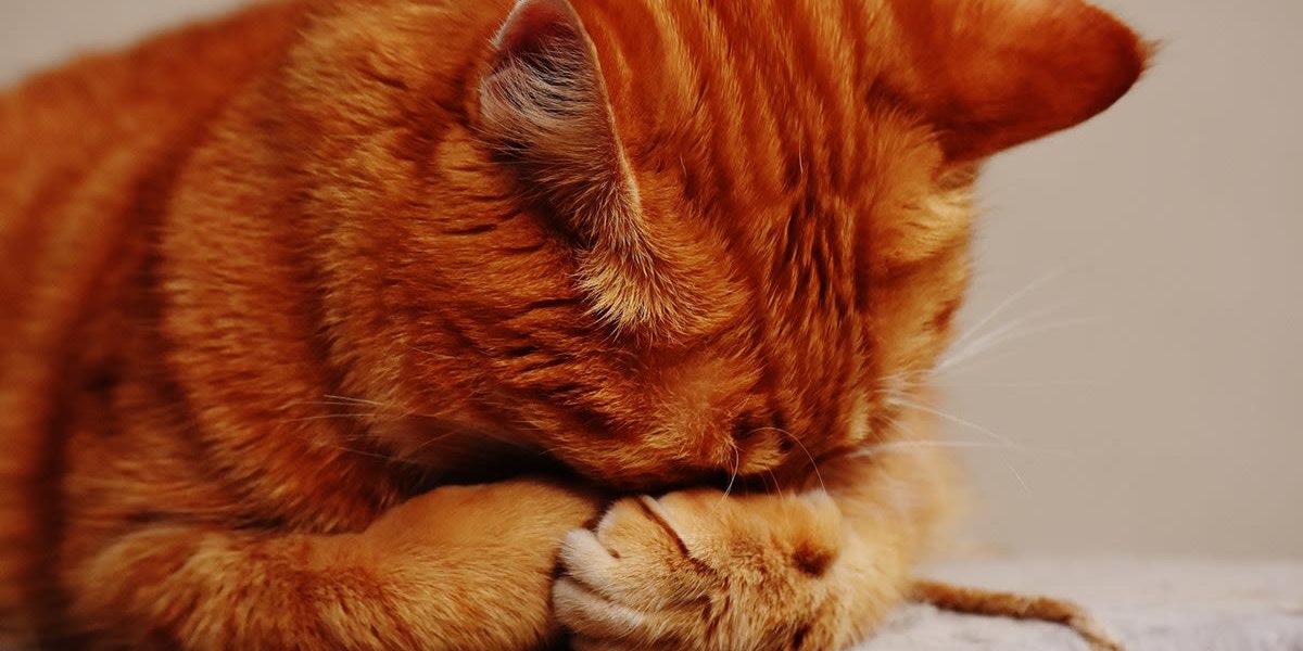 16 expresiones de los gatos sin estrés universitario