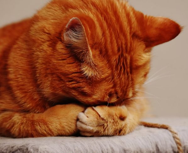 16 expresiones de los gatos sin estrés universitario