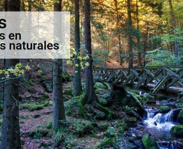 Becas cursos cortos en ciencias forestales o gestión de recursos naturales