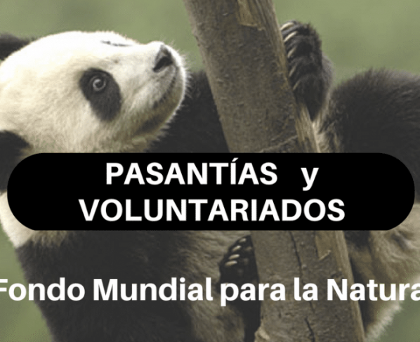 Pasantías y Voluntariados con el Fondo Mundial para la Naturaleza – WWF